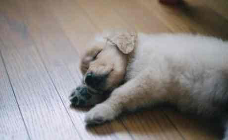 如何改善狗狗睡眠 如何改善狗狗睡眠