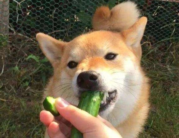 狗狗吃馬鈴薯注意事項 狗狗吃馬鈴薯注意事項