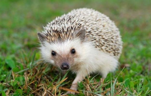 寵物刺蝟益處 寵物刺蝟益處