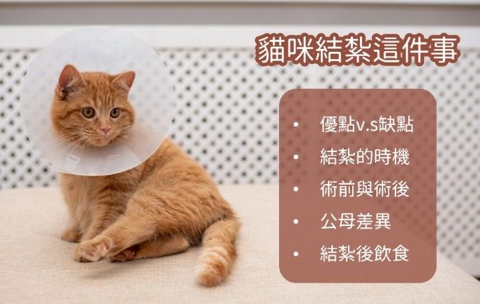 母貓結紮優缺點