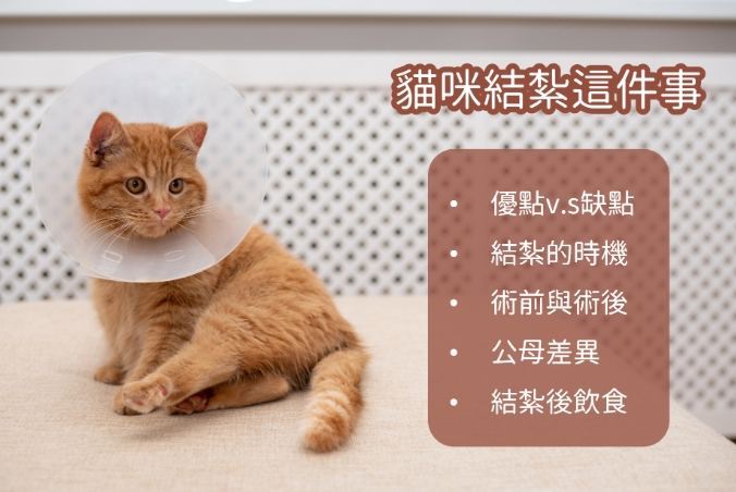 母貓結紮優缺點全攻略：優點、風險、術後照顧一次搞懂