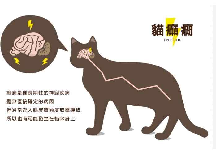 貓癲癇症狀