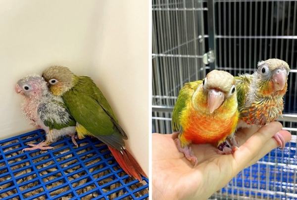 幼鳥餵食方法 幼鳥餵食方法