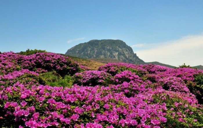 濟州島旅遊攻略