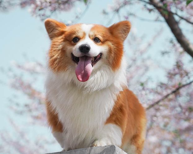 狗對陌生人兇 狗對陌生人兇