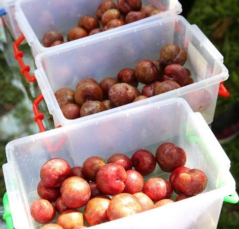 苗栗當季水果 苗栗當季水果