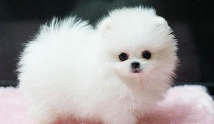 茶杯犬飼養成本 茶杯犬飼養成本