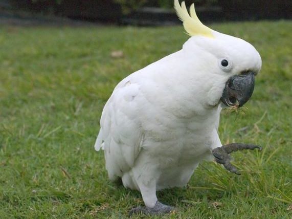 鸚鵡可以吃紅蘿蔔嗎