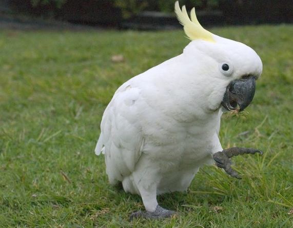 鸚鵡可以吃紅蘿蔔嗎？飼主必看餵食指南與風險解析