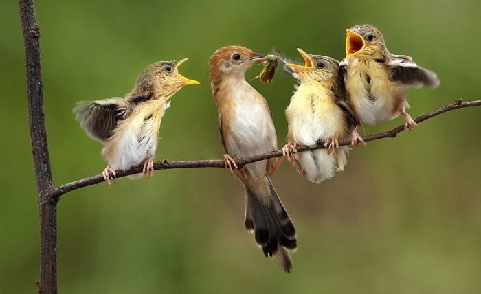 小鳥可以吃什麼