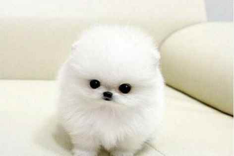 茶杯犬飼養 茶杯犬飼養