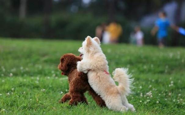 狗狗撲人訓練 狗狗撲人訓練