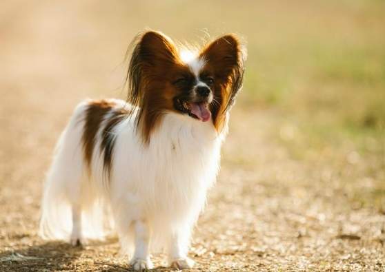 蝴蝶犬吉娃娃飼養 蝴蝶犬吉娃娃飼養
