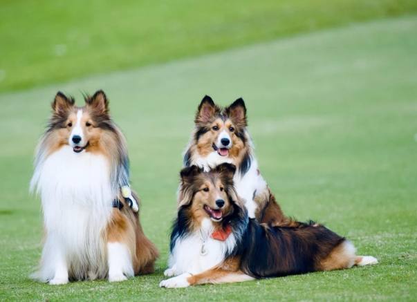 喜樂蒂牧羊犬飼養 喜樂蒂牧羊犬飼養