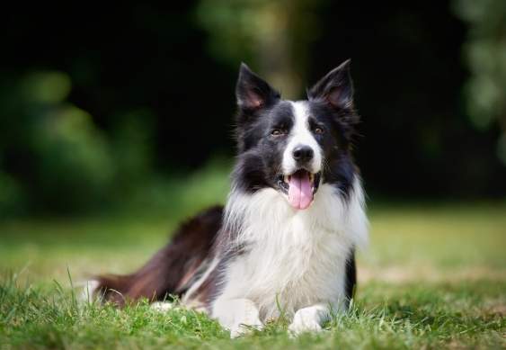 澳牧訓練技巧 澳牧訓練技巧