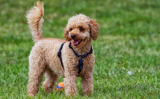 狗狗呼吸急促 狗狗呼吸急促