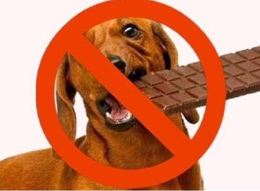 狗誤食巧克力急救