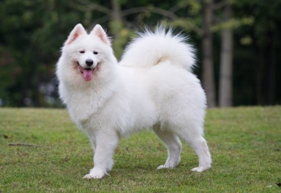 白色犬種飼養 白色犬種飼養