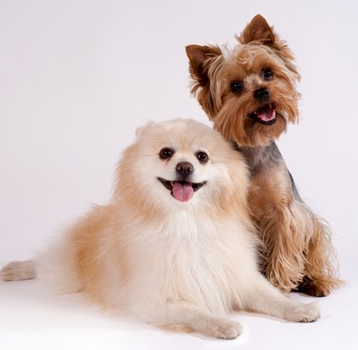 狗無預警咬人：徹底解析原因、預防與事後處理全指南