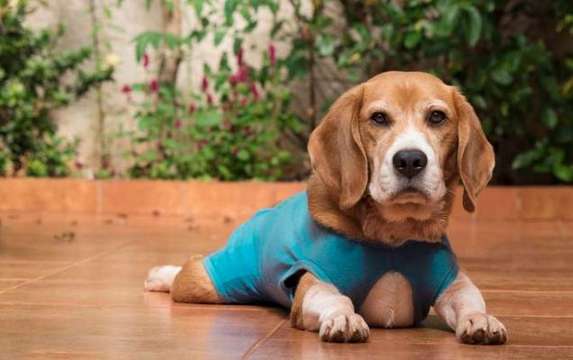 犬腺癌症狀 犬腺癌症狀