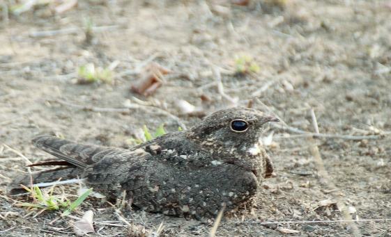 台灣普通夜鷹分布 台灣普通夜鷹分布