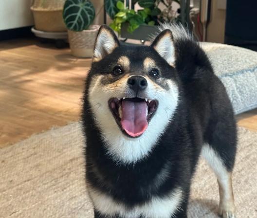 黑柴價格 黑柴價格