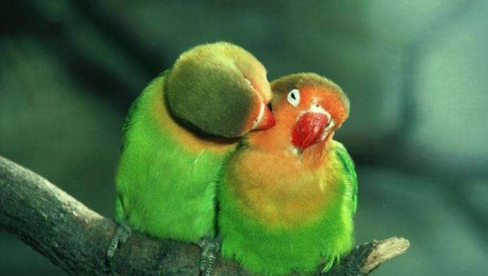 鸚鵡吃麵包蟲好處