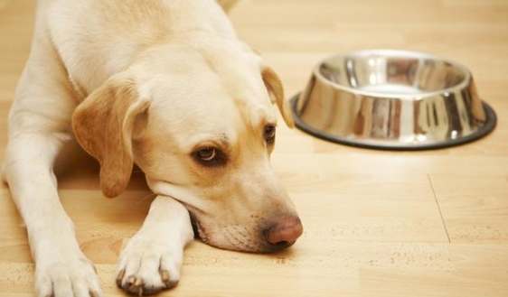狗狗食慾不振 狗狗食慾不振