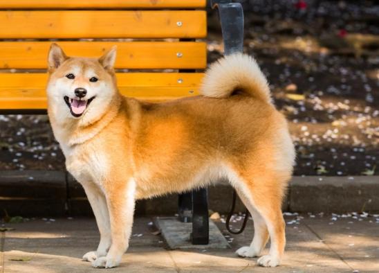 柴犬情感表達 柴犬情感表達