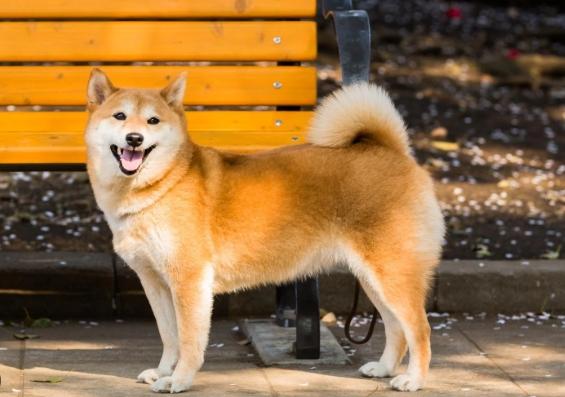 柴犬中暑症狀 柴犬中暑症狀