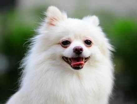 博美犬壽命 博美犬壽命