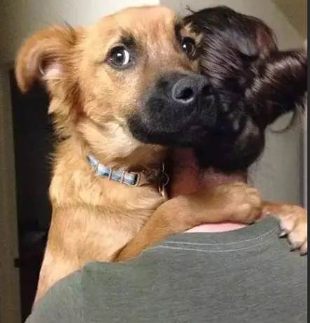 狗狗親近方法 狗狗親近方法