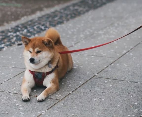 柴犬飲食安全 柴犬飲食安全