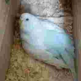 鸚鵡難產症狀 鸚鵡難產症狀