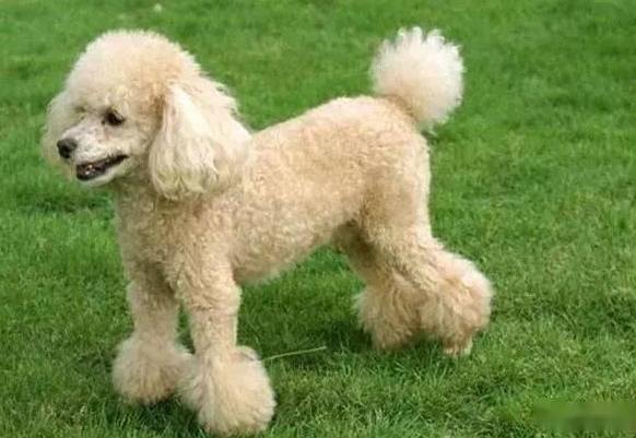 貴賓狗飼養 貴賓狗飼養