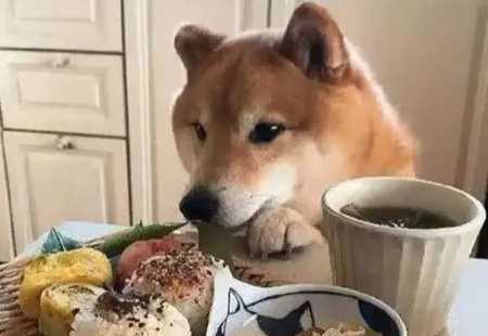 椰奶對狗狗的影響 椰奶對狗狗的影響