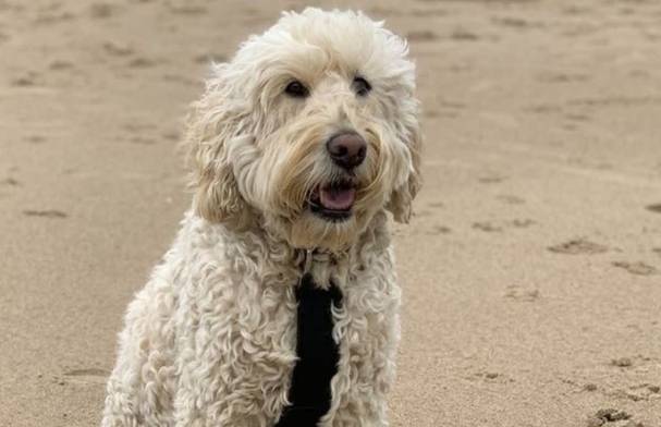 拉布拉多貴賓狗價格