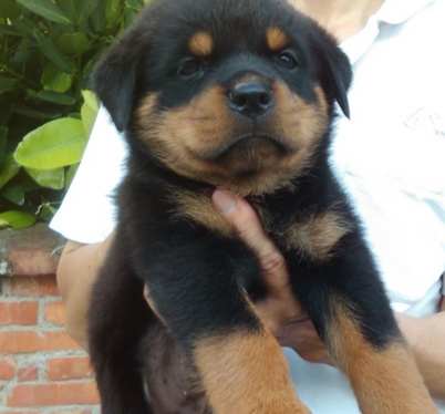 羅威納幼犬價格