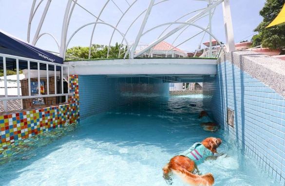 下雨天帶狗狗去哪玩台中