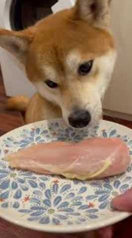 每天餵狗雞胸肉 每天餵狗雞胸肉