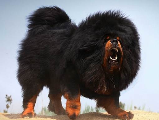 藏獒很兇嗎 藏獒很兇嗎