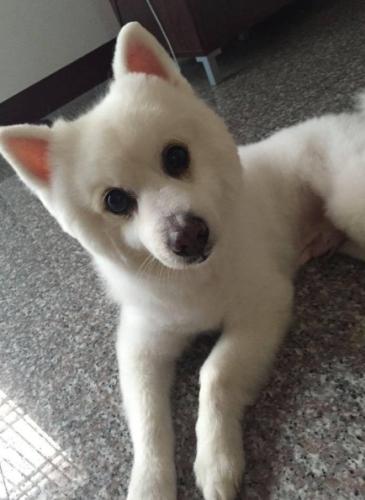 心脏病狗狗饮水管理