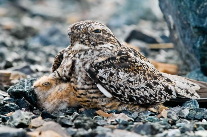 夜鷹 生態 影響