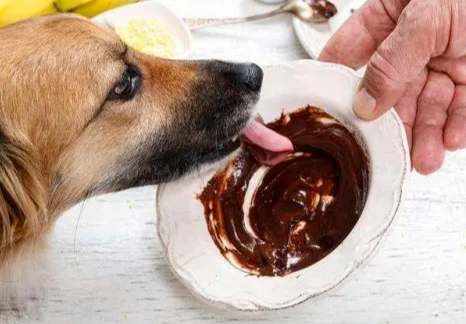 巧克力對狗危害