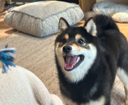 黑柴稀有性 黑柴稀有性