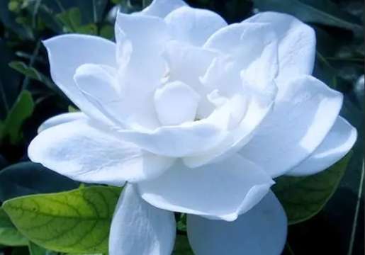 梔子花色變 梔子花色變