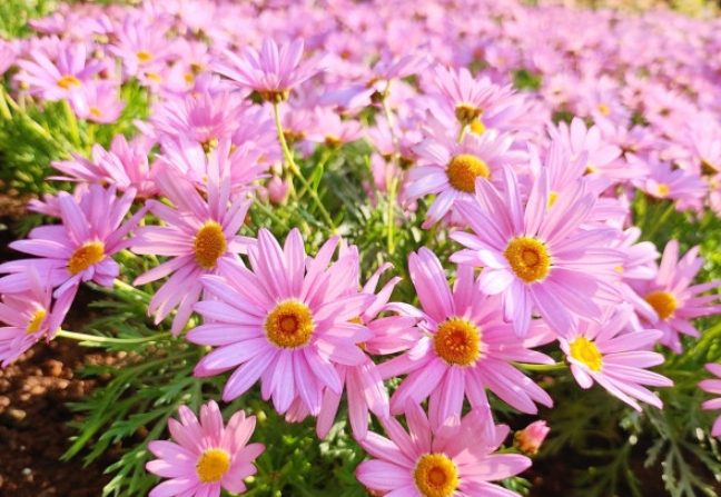 小雛菊花瓣用途 小雛菊花瓣用途