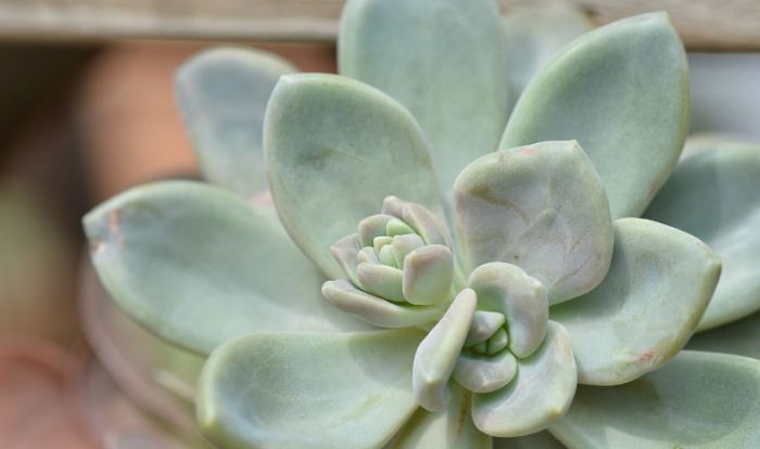 石蓮花口感 石蓮花口感