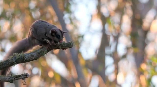 蜜袋鼯應激反應 蜜袋鼯應激反應