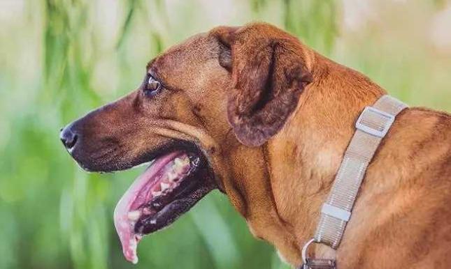 狗狗滴口水原因